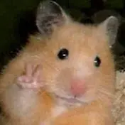 迷因頻道 profile