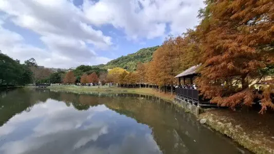 湖畔的落羽松倒影是這裡最迷人的時刻。