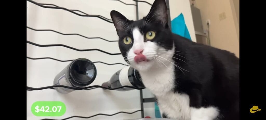 Helping look after someone's cat