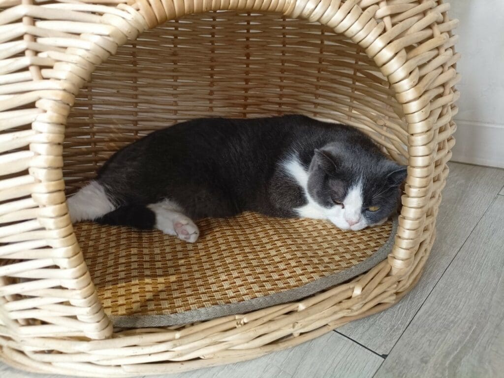 The Who Cafe cute cat