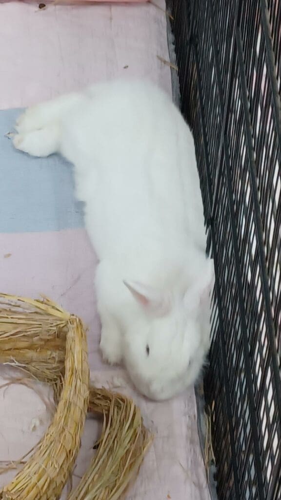 Taiwan Rabbit Saving Association - a flattened-out bunny 🐇