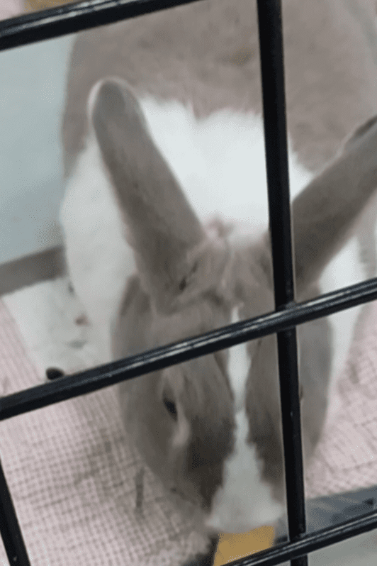 Taiwan Rabbit Saving Association - a bunny that does nothing in particular yet you fall in love at first sight
